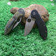 Cross-Border Hot-Selling Spider Folding Knife Outdoor Portable Knife G10 Handle Tactical Knife