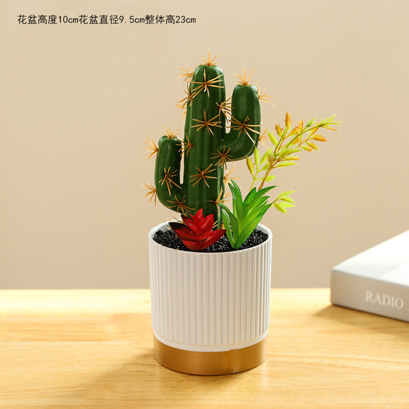 Violeta 50155 cactus tropical ☆