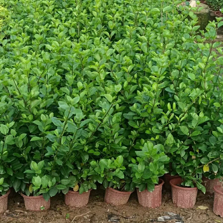 2311 Саженцы поставляют дерево Куланг