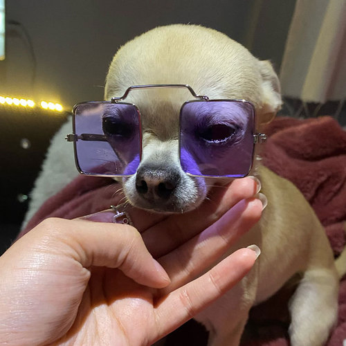 Pet Cat Sunglasses, Cute Accessories for Small Dogs, Fashionable and Stylish, Available in Multiple Colors, Perfect for Pets