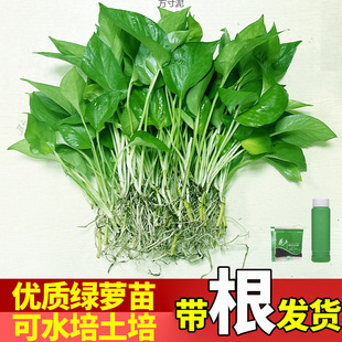 �G�}ˮ��ˮ��ֲ��ˮ�B�҃ȑ��˳��͏d�[�Ż��G�j��Դ���Sһ�����l