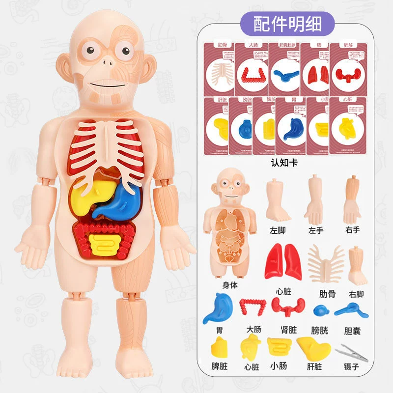 Steam, physiological minifigure, medicine constructor, science and technology, body organs, DIY, early education