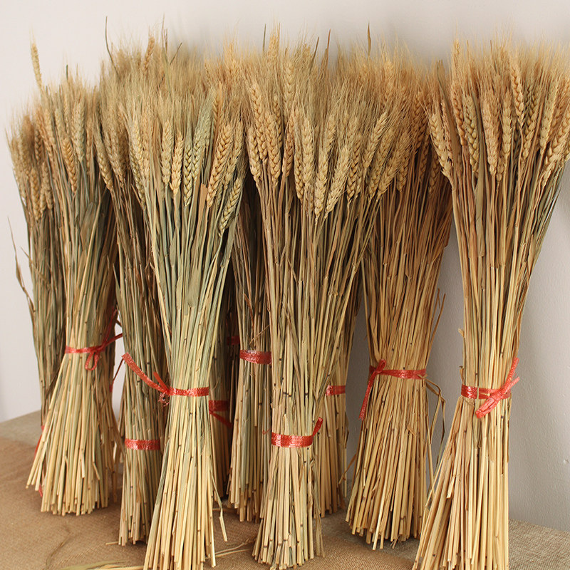 Natural Wheat Ears Dried Flowers Eternal Bouquet Barley Field Activity Decoration Photography Props Manufacturer
