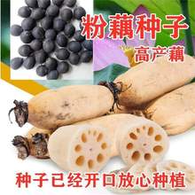 ߮aʳ÷ɏźNӴͺɻN絾\ˮļɏźN