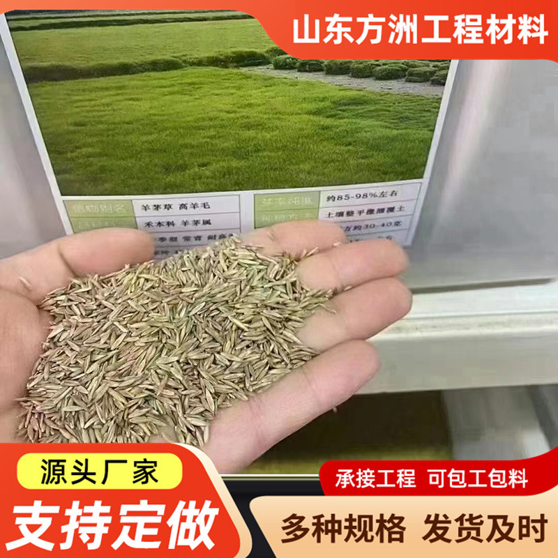 护坡草籽现货高丹草四季青护坡草坪籽耐寒草籽冬季绿化草坪种子