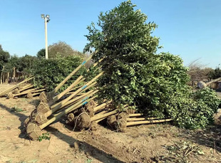 һ�����l���~Ůؑ����ߗU���~ŮؑС���ϱ����Nֲ�ļ�����ͥԺ��