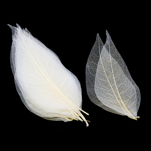 Magnolia Leaf Vein Flower Natural Plant Specimen Leaf Bookmark DIY Material Package Handmade Leaf Vein
