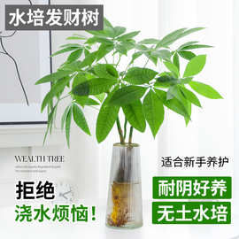发财树水培植物小盆栽室内客厅办公室桌面四季好养活水养绿植花卉