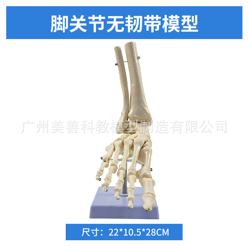 1:1足関節モデル足骨足関節自然大足骨足骨足骨解剖構造モデル