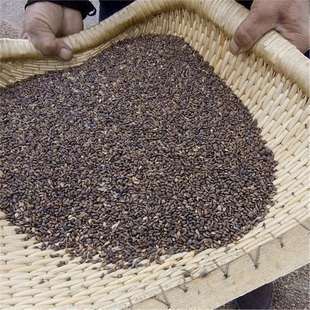 �²ɺ��ɷN�Ӵ���e�Nֲ�@�ַN�� �ձ����� ���ɷN��  �����ײ�