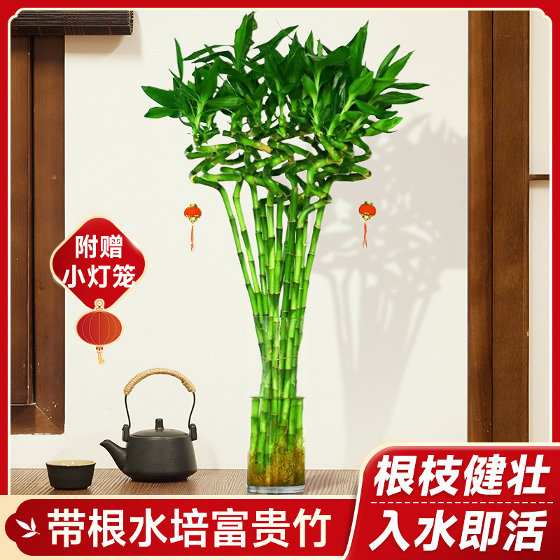 Hydroponic Bamboo with Roots for Wealth and Prosperity, Fortune Bamboo, Prosperity Bamboo, Bamboo with High Water Cultivation, Green Plant Potted for Living Room, Wealth-Attracting Bamboo