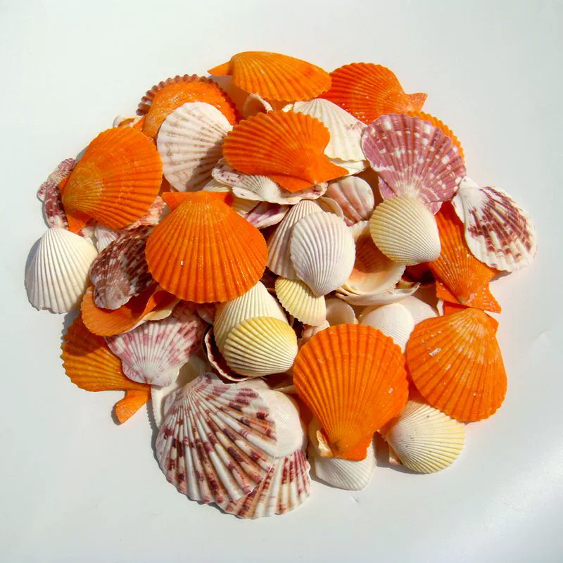 YO3H wholesale natural shell white shell coconut shell shell fish tank aquarium landscaping wool babel window sticker wall decoration