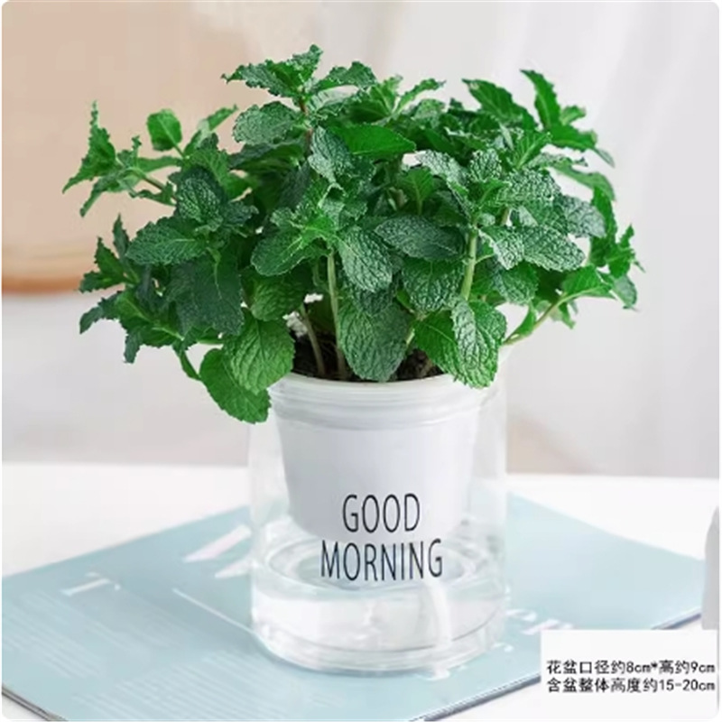 Original soil mint + absorbent basin + fertilizer [one pot]