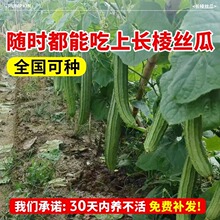 ˮ�z�ϷN�Ӱ˽�ˮ���̨�ˈ@����ͥԺ�߲˷N���ļ��＾