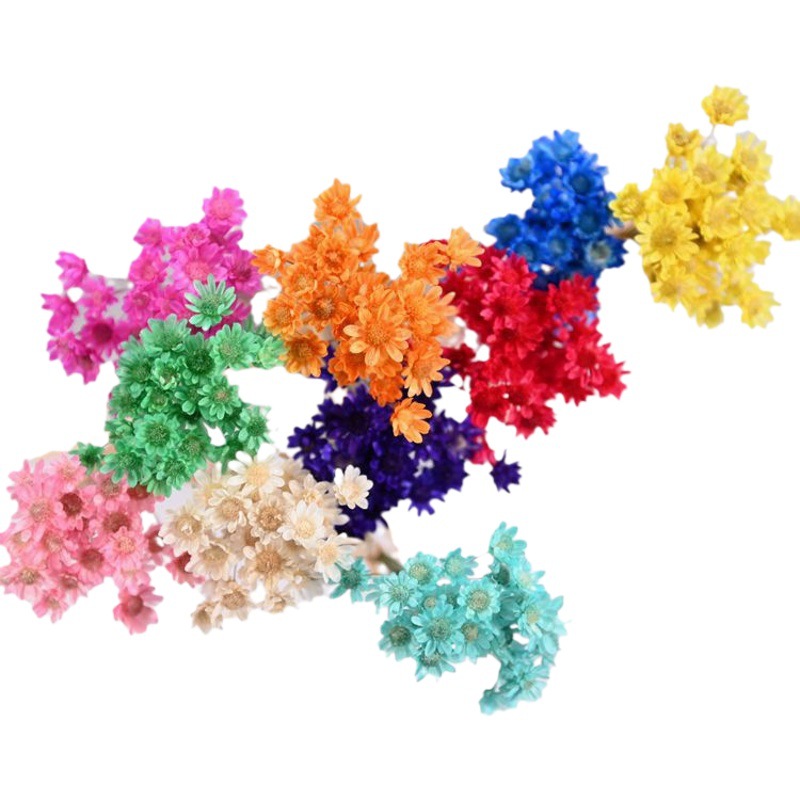 Mini Brasil estrella crisantemo accesorios de tiro flor seca Margarita pequeña flor estrella jalea lápiz labial bola de cristal flor DIY