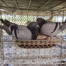 [10枚]落地王鸽子种蛋可孵化灰银白羽王鸽子大体肉鸽子受精蛋包邮
