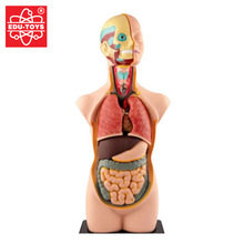 香港EDU 11片50cm人体模型玩具半身内脏塑料可拆拼装益智儿童积木
