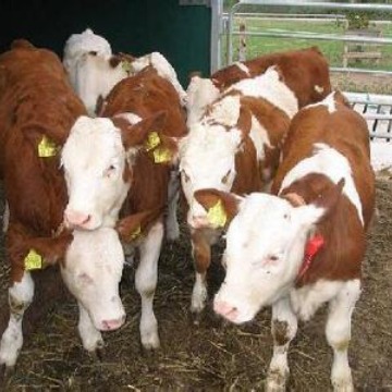 一头小牛犊多少钱 2024年牛犊价格 牛犊子价格