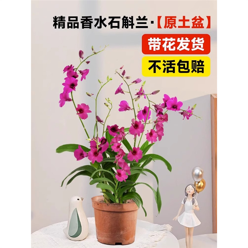 orquídea mariposa con brotes de flores planta en maceta sala de estar orquídea planta de interior flores en todas las estaciones buena para alimentar dendrobium orquídea planta verde image 41