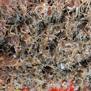 ���ڶ�з�絭ˮ�з���Bֳ��з��Сз��һ�����l