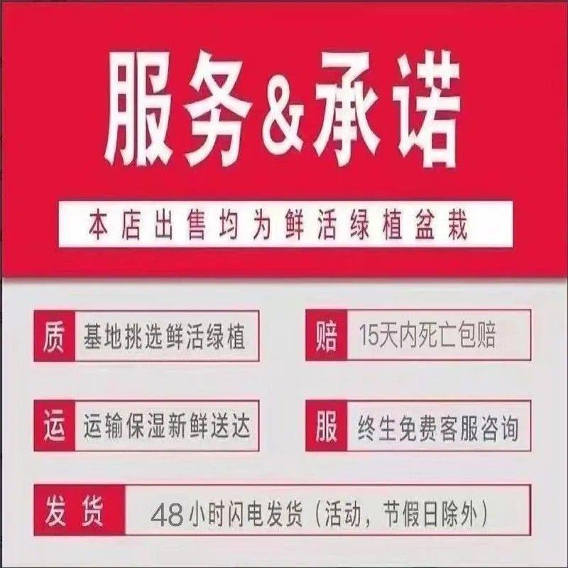 文昌竹龍竹、根付き富竹、輸送竹、水生植物、リビングルーム、室内鉢植え、水耕緑植物|undefined