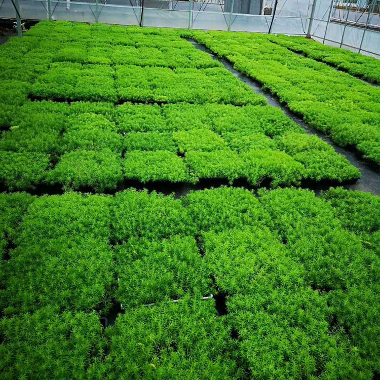 Изоляция и украшение крыши, почвопокровные растения, седум, легкое обслуживание, зеленение крыши, зеленые листья седума.