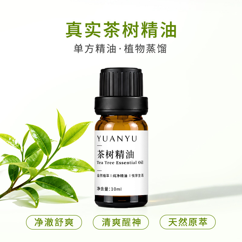 Melaleuca tea tree essential oil, daily fragrance raw materials, raw materials for handmade soap and cosmetics, available in stock Melaleuca tea tree essential oil, daily fragrance raw materials, raw materials for handmade soap and cosmetics, available in stock