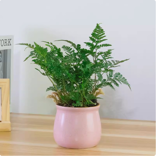 Salón de estar, escritorio de estudio, plantas verdes, resistencia al frío, resistencia a la sombra, fácil mantenimiento de hoja perenne.