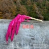 Rose red 5