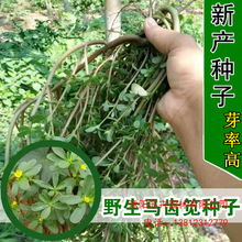 野菜种子野生食用新马齿笕种子保健野菜长寿菜马齿苋庭院阳台种植