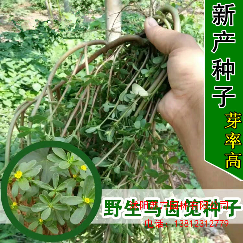 野菜种子野生食用新马齿笕种子保健野菜长寿菜马齿苋庭院阳台种植