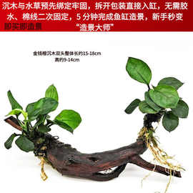大叶榕紫砂花瓶躲避屋鱼缸造景莫斯水草金钱榕懒人增氧摆件鱼虾窝