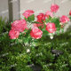 2025 new 7 solar rose lamp outdoor courtyard decorative floor lawn lamp LED simulation lantern