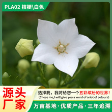 ۹NѸ߮a۹KͥԺͺ޸șļ׷N