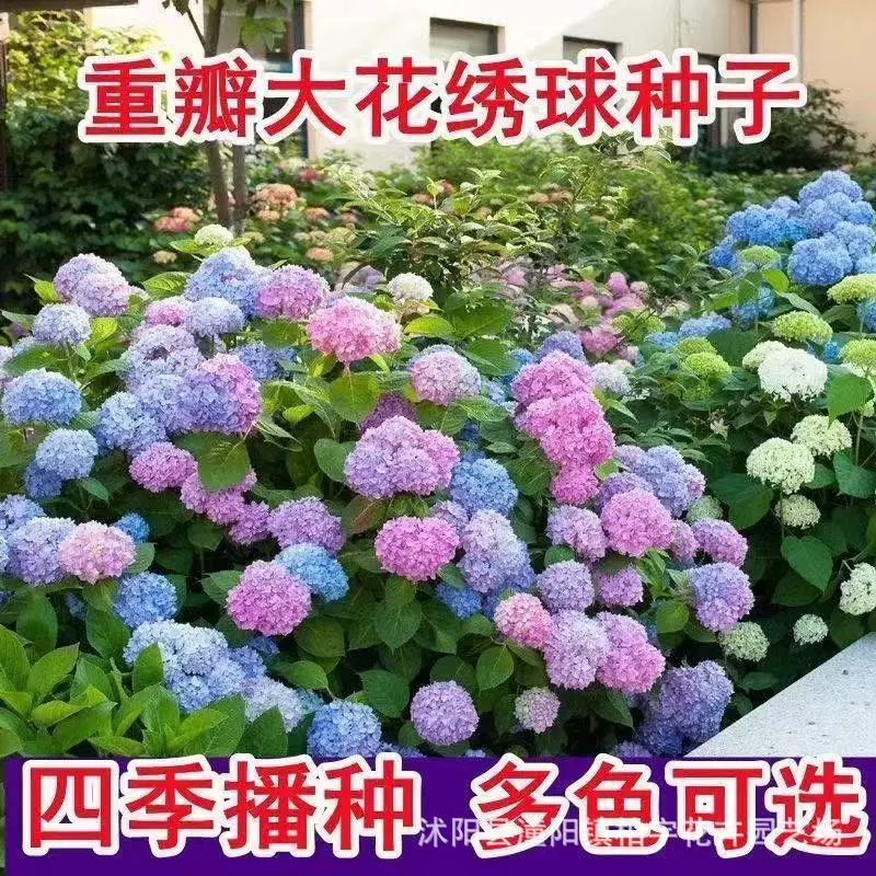 Семена гортензии Легко жить Горшечные цветы и растения, подходящие для осенних и зимних семян Семена Цветение в помещении Четыре сезона