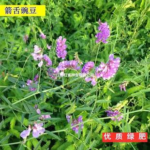 �����㶹�N�Ӽ����㶹�N�Ѽ��Q�㶹���@�G���ѵ�·�G����Դֲ��