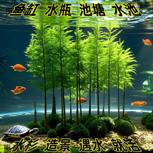 ����ˮɼ�����辰�ļ��҃��k���Һ��B��Gֲ���Կ͏d