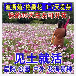 ��Ʒ�������첨˹�ջ��N���Ѹ�ɣ���ݽM�ϻ���ͥԺ�׻��ļ��_�ݻ�