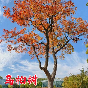 �t�~���������~��ľ������������ͺ�ͥԺ�L�������Ә��������