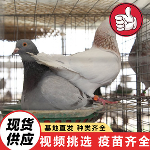 �Bֳ���������N��  ������������r�� �Ɍ����������B����������