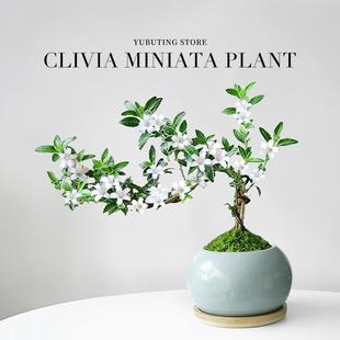 June Snow Bonsai Cliff Old Stump Emotional Stability Zen Green Plant Flower Potted Indoor Living Room Easy to Maintain All Seasons