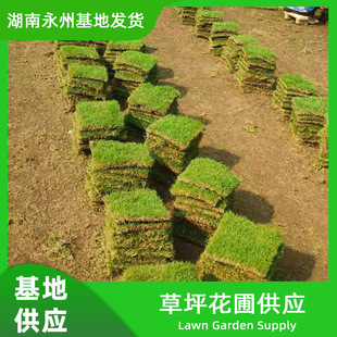 The Base Supplies Turf, Real Grass, Wholesale Various Lawns with Mud Turf, Manila Sijiqing and Other Varieties