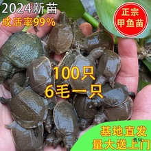 100ֻ����~����w���l�����Bֳ�����A�Mˮ�~�F�~�������M����]