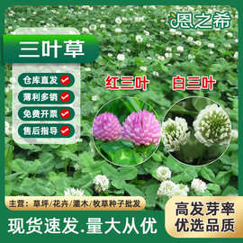批发三叶草种子白三叶红三叶四季常绿公路果园绿肥绿化工程草坪种