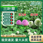 批发三叶草种子白三叶红三叶四季常绿公路果园绿肥绿化工程草坪种