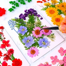 干花压花批发押花相框真花瓣妆贴画植物标本美甲滴胶手机壳材料包