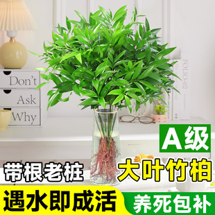 ������ˮ���҃Ȼ��������k��������Gֲ�ļ���������ȩ�����՚�