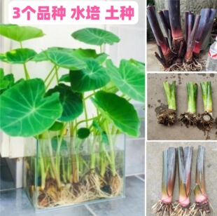 �ӝ��^�Vˮ��Gˮ����~��ˮ���Ϲ����~�؃����Gֲ�W�t���W�L����