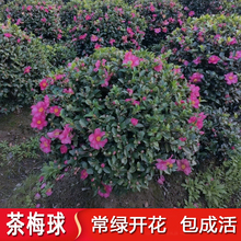 ÷÷ͥԺ̨҃ͺܲ÷Ϙ÷l