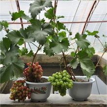 {ʯј޷ĺͥԺ箔YϷN